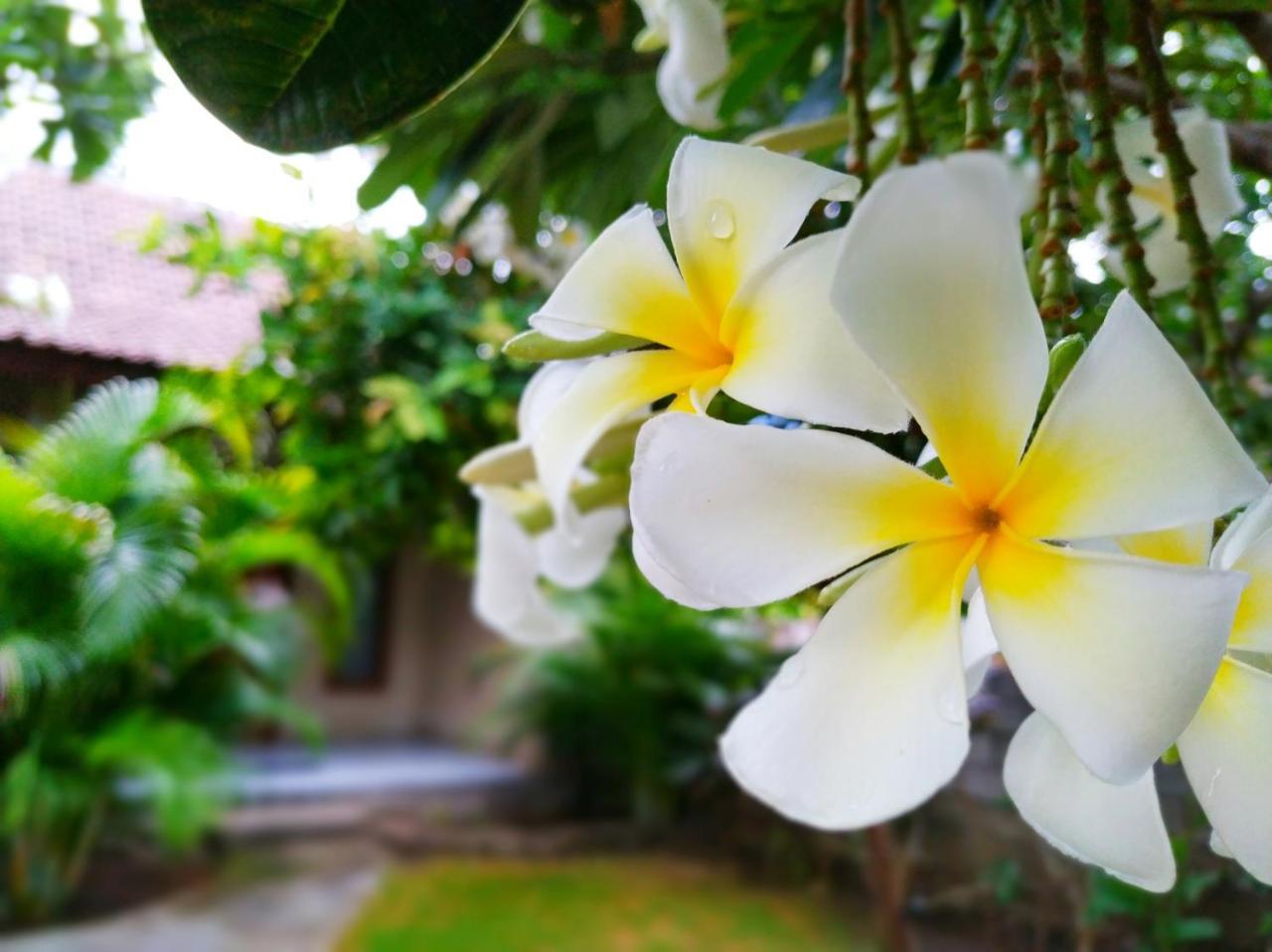 Angga Guest House Pemuteran Екстериор снимка